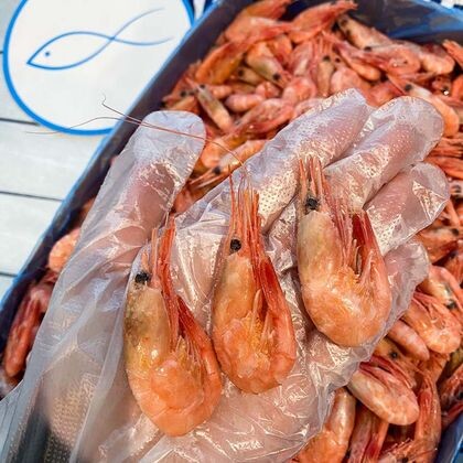 Креветка северная РФ 150+
