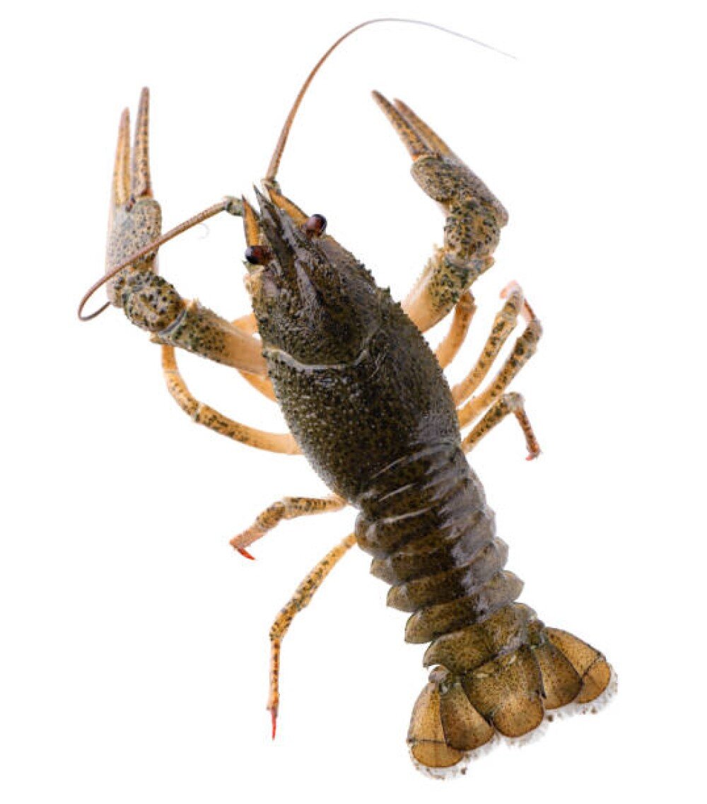 Живые раки №6