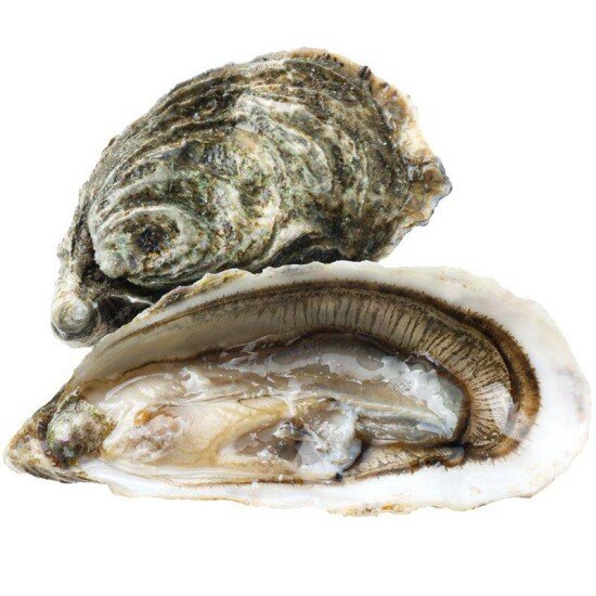Устрица Галлахер №3