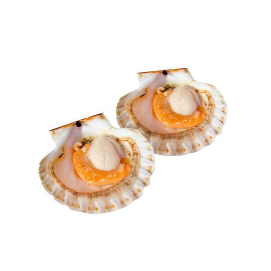 Гребешок на полустворке Дальневосточный