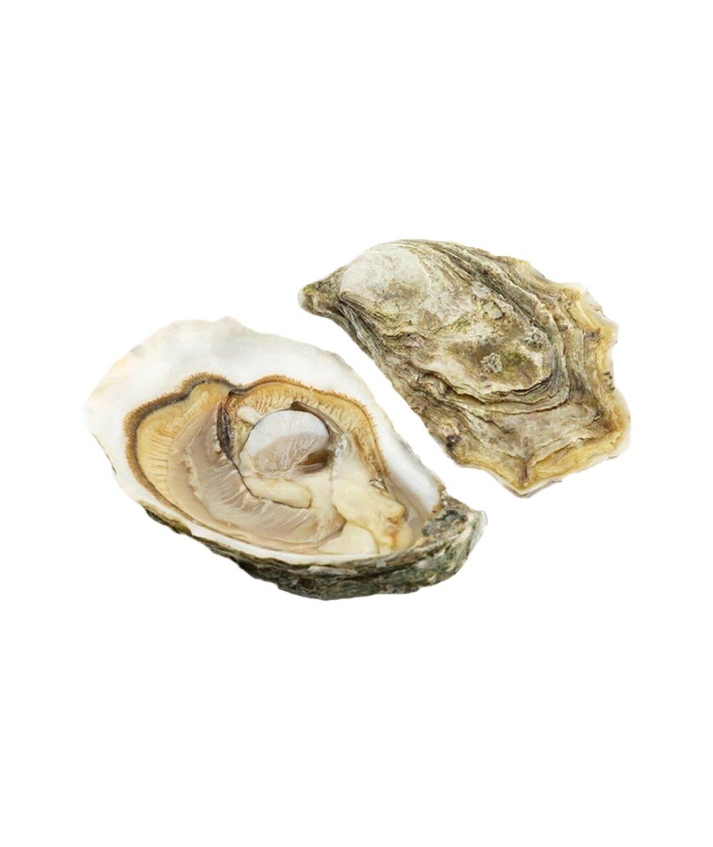 Живая Дальневосточная Устрица №0