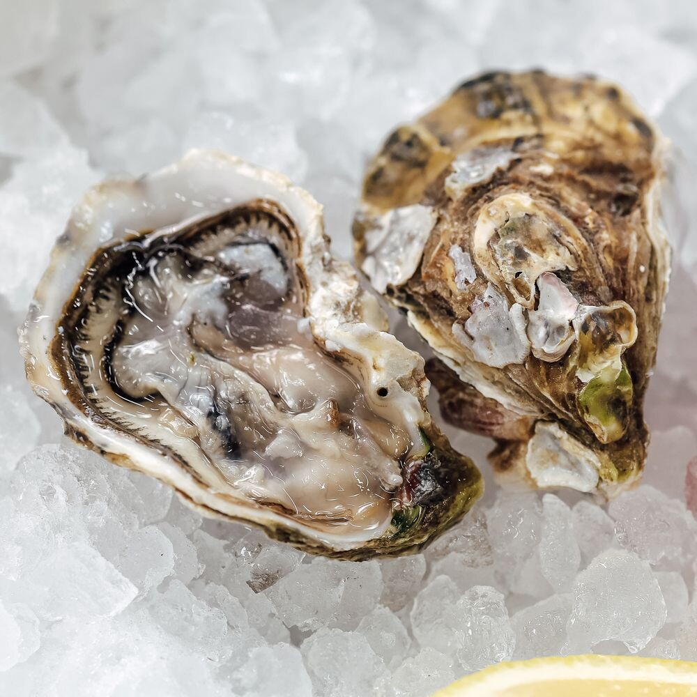 Устрица Маака