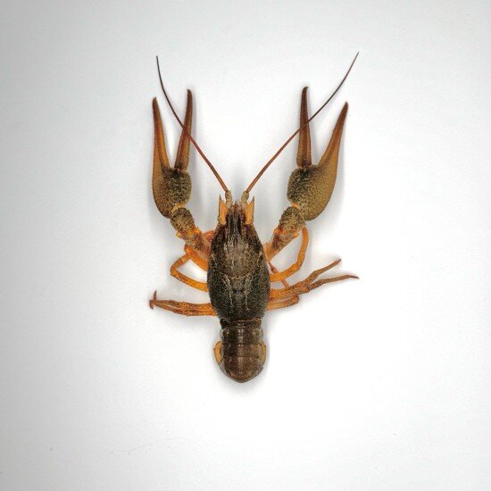 Живые раки №6