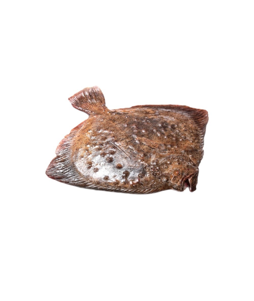 Камбала Калкан черноморская свежемороженая