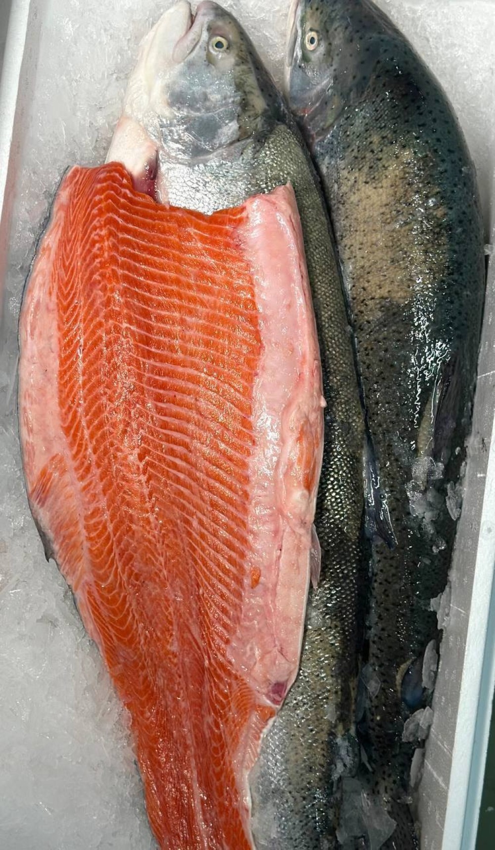 ФОРЕЛЬ свежемороженая,Мурманск,ПСГ 
2-3кг.