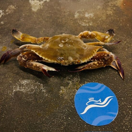 Краб голубой азиатский