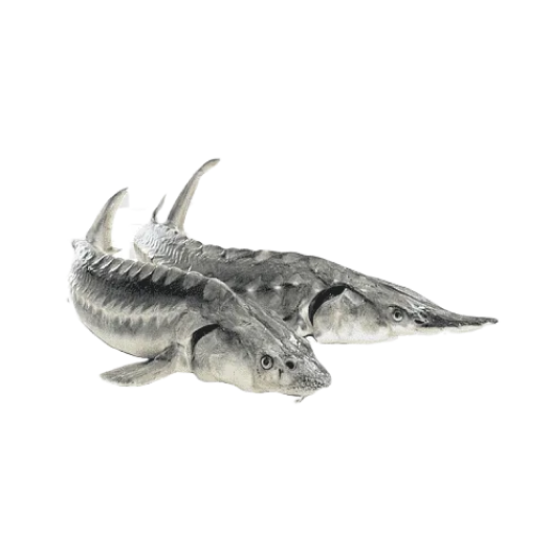 Живой осетр, 2-5кг