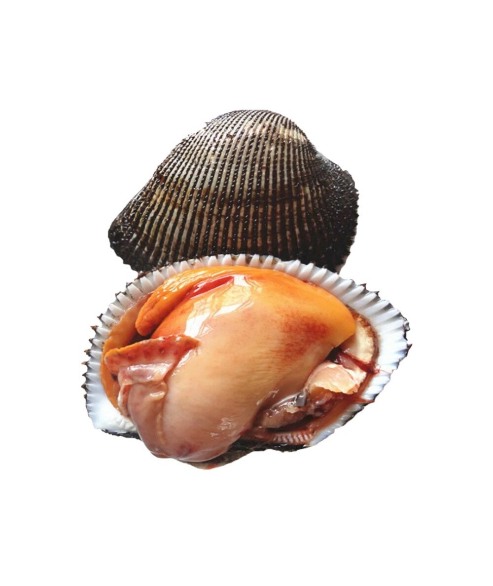 Анадара живая