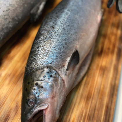 Семга морская Чили  с головой свежемороженая