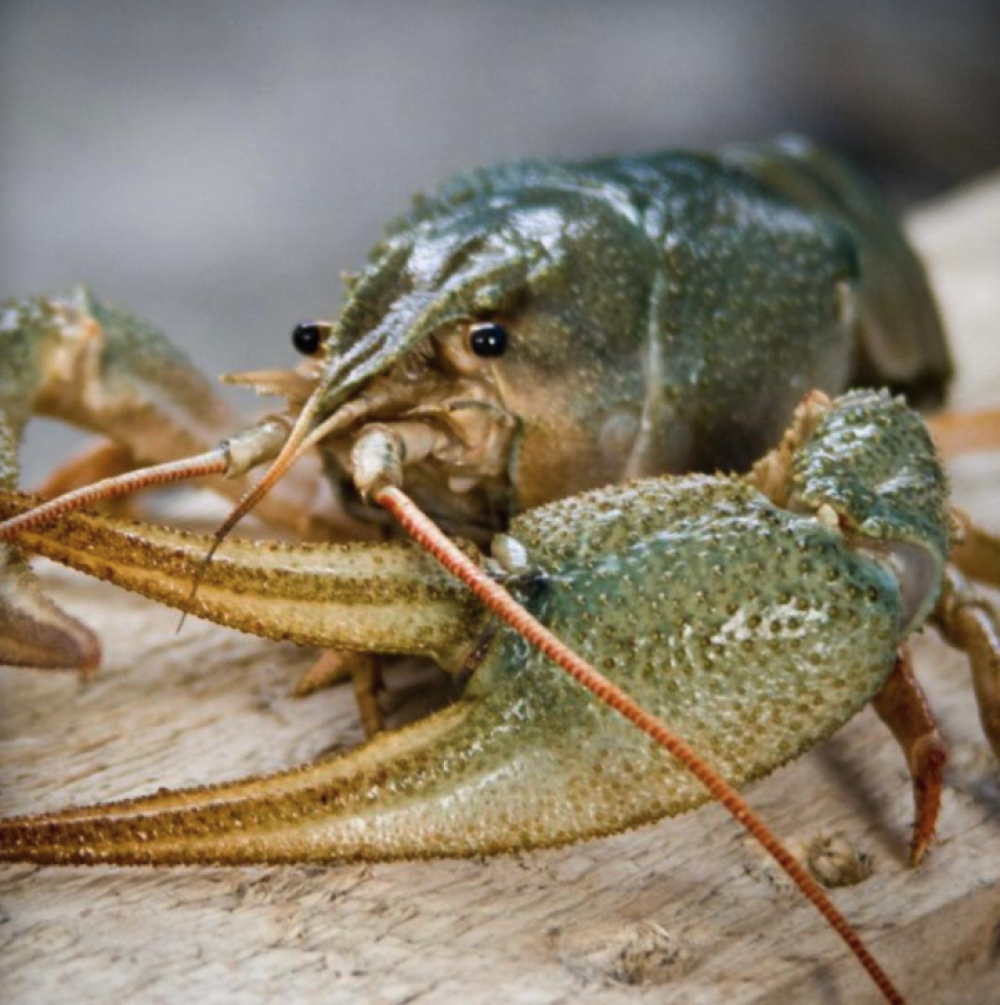 Раки деликатесные живые