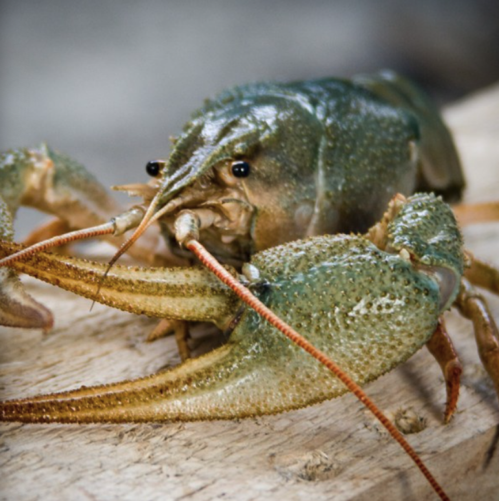 Раки крупные живые