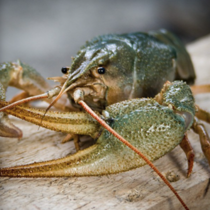 Раки крупные живые