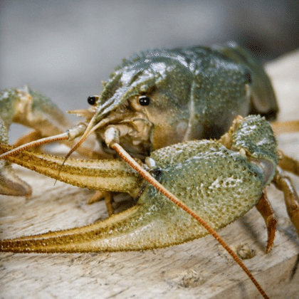 Раки отборные живые