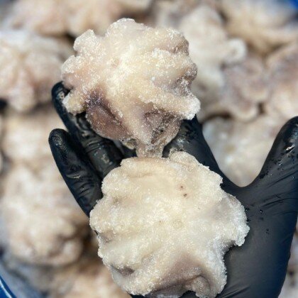 Осьминоги молодые