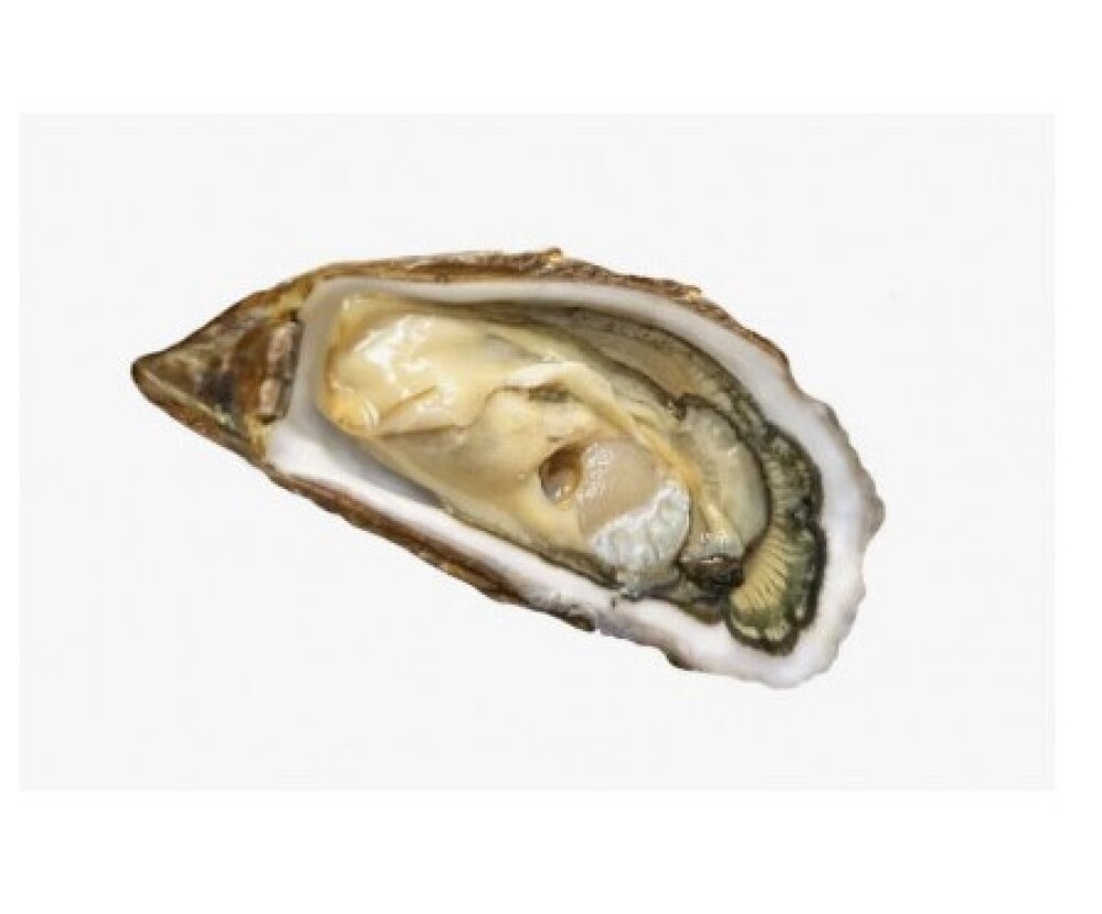 Устрица живая Королевская №3
