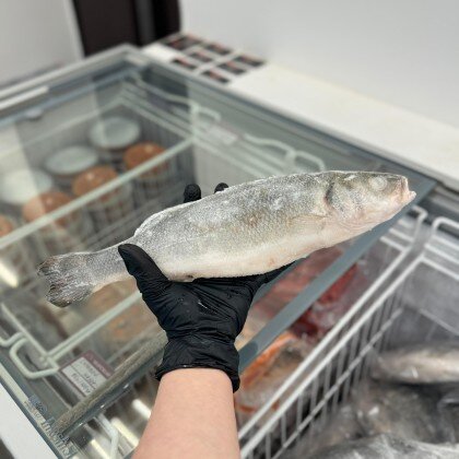 Сибас свежемороженый