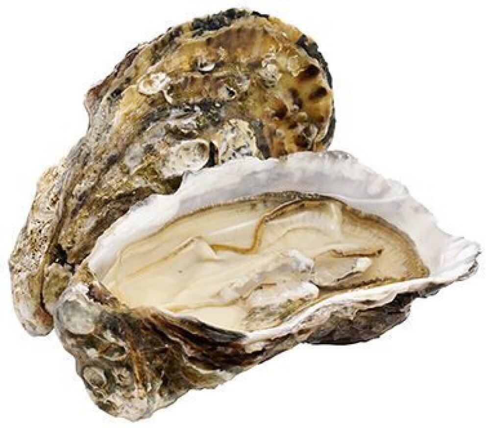 Устрица живая Жемчужина Херсонеса №3 (Черный Жемчуг)