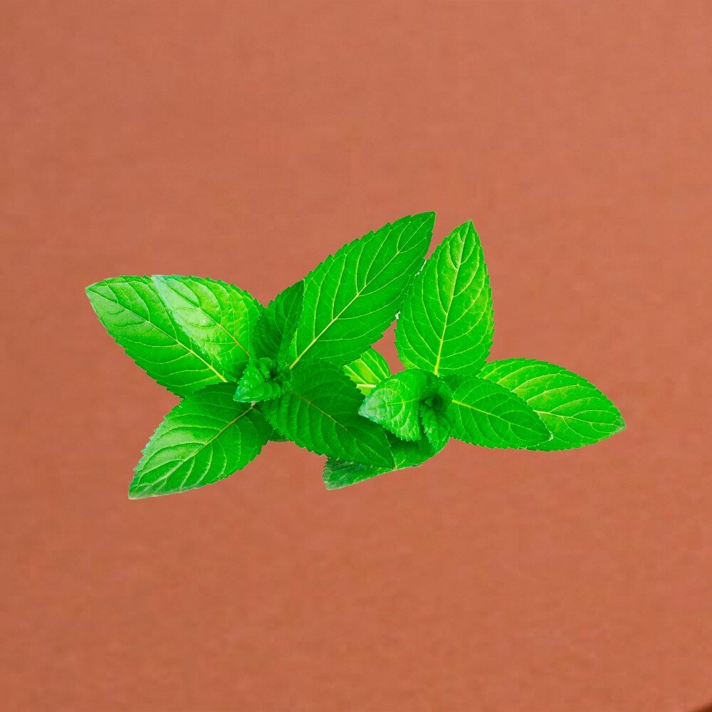 Добавка Мята