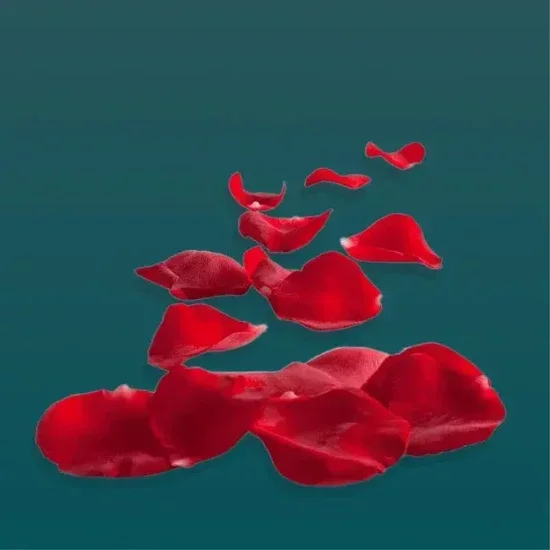 Лепестки роз
