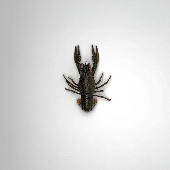 Живые раки №1