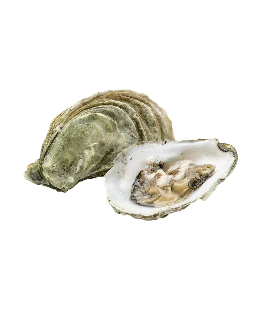 Живая Дальневосточная Устрица №XL