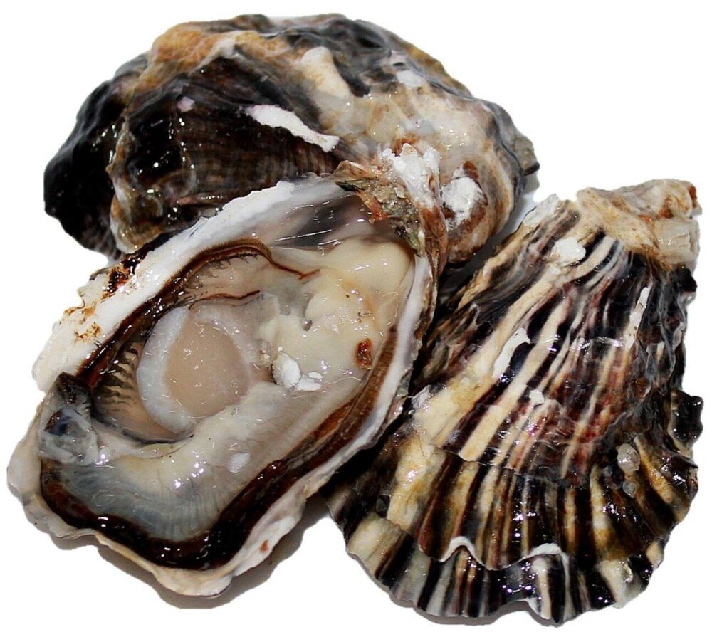 Устрица фермерская Моана, Новая Зеландия