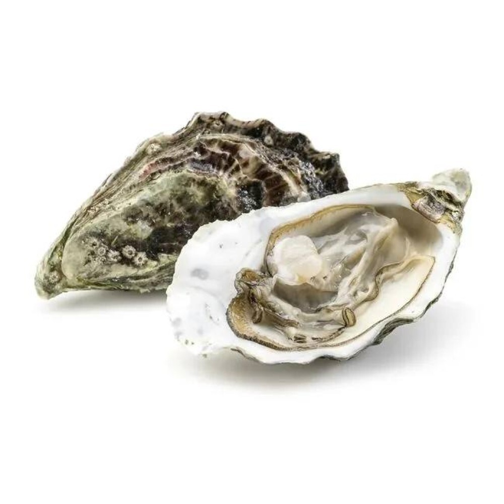 Живая Устрица Касабланка №2 Марокко