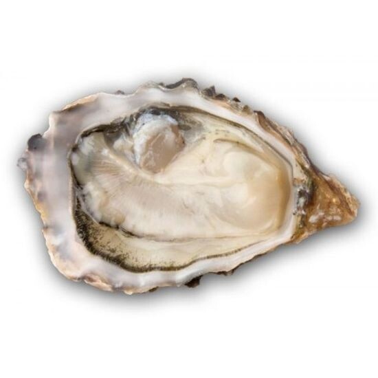 Устрица Касабланка