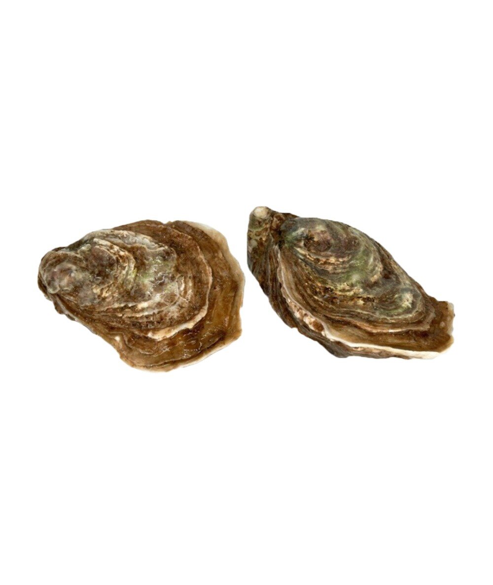 Живая Устрица Юта Бич №3 Франция