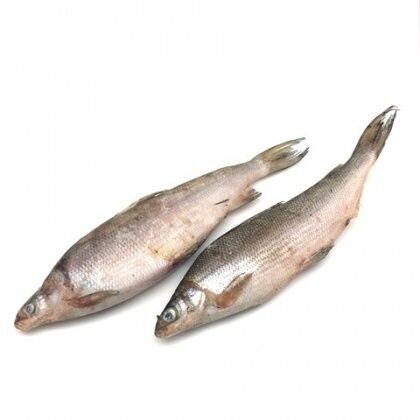 СИГ (Пыжьян) свежемороженый ,ЯМАЛ