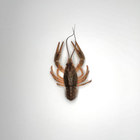 Живые раки № 2