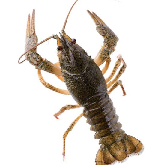 Живые раки №5