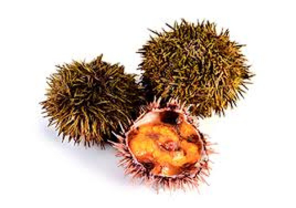 Живой Морской Ёж
