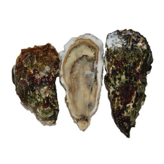 Устрица Императорская 200+ гр