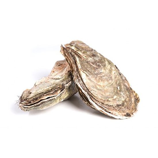 Устрица Маака М