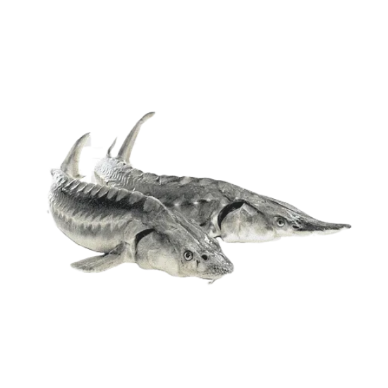 Живой осетр