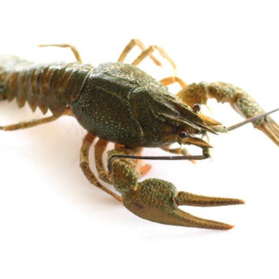 Живые раки № 3