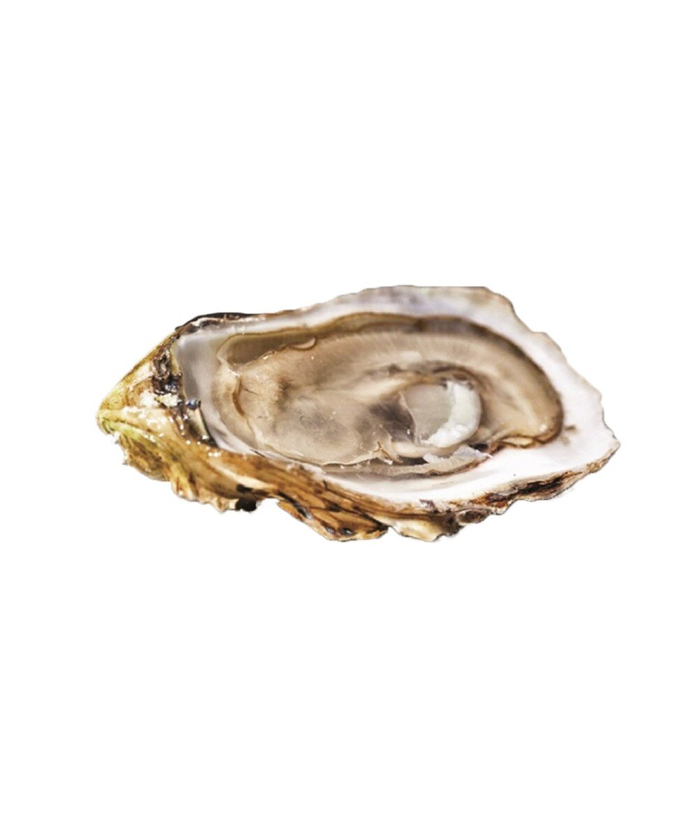 Живая Устрица Марлен Олерон №3 Франция