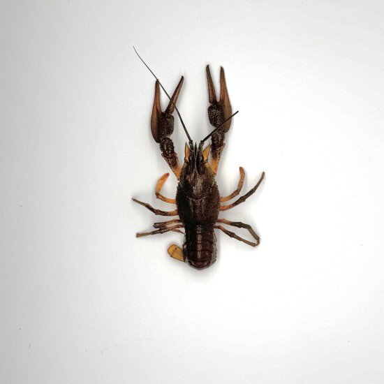 Живые раки № 3