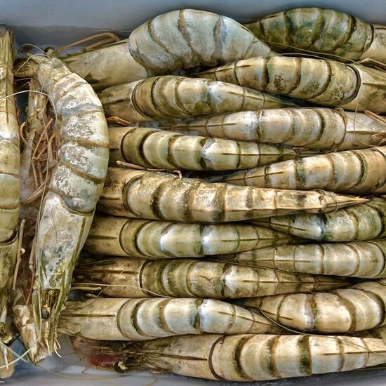 Тигровая с головой свежемороженая 16/20