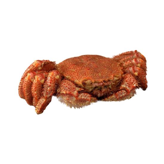 Краб Волосатик крупный