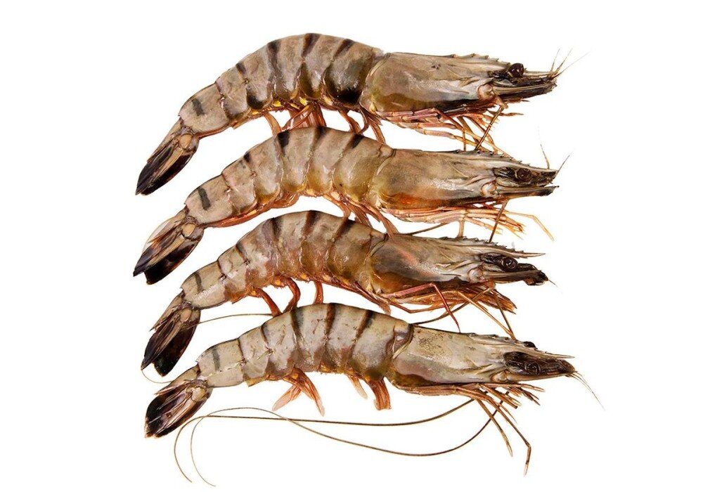 Креветка Тигровая