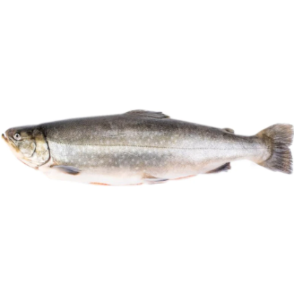 Голец свежемороженый, кг