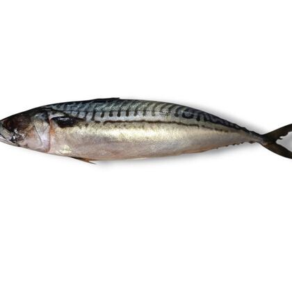 Скумбрия слабосоленая (Фарерские острова), кг