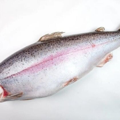 Форель радужная, HG, 1,3-1,8кг (инд 1/27, TR 61-0024, Akerko Su Urunleri Sanayi Balikcilik Nak. Tar. Urun. Yet. Tic. Ltd. Sti, Турция)