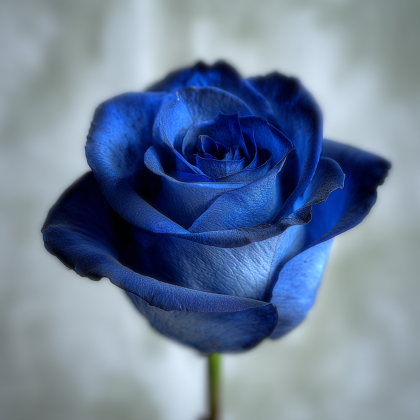 Синяя роза