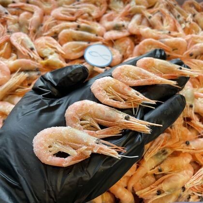 Креветка северная РФ 200+