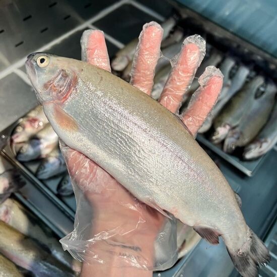 Форель охлажденная потрошенная