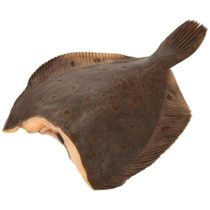 Камбала тушка 300 - 500 г мороженая потрошеная без головы МР