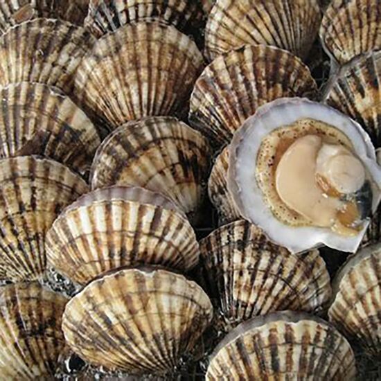 Гребешок живой